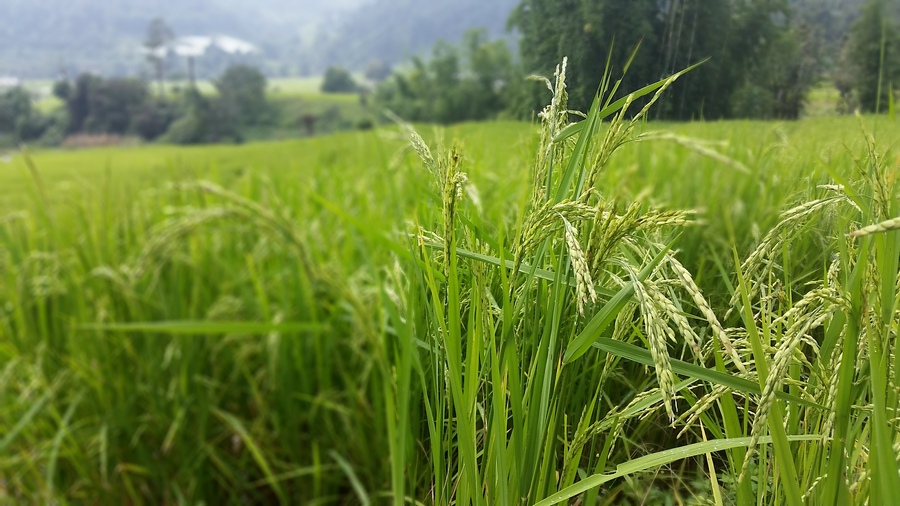 rice field